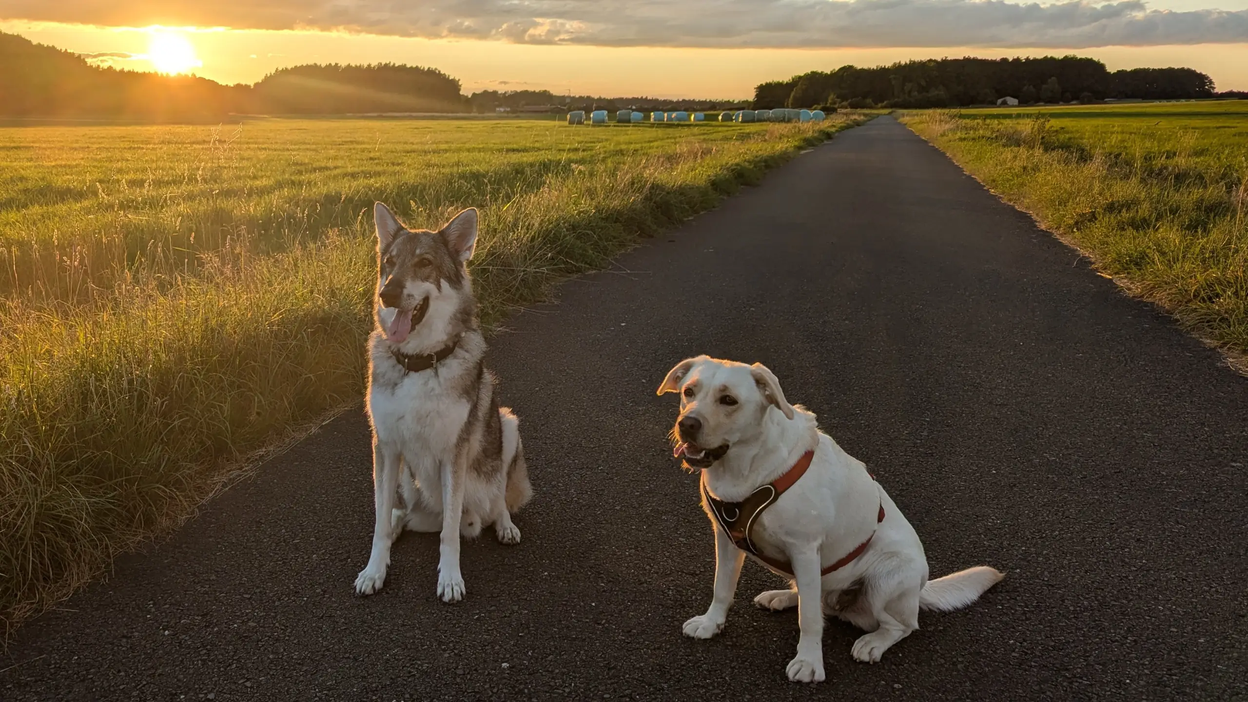 Zwei Hunde sitzen bei Abendsonne auf einem Feldweg