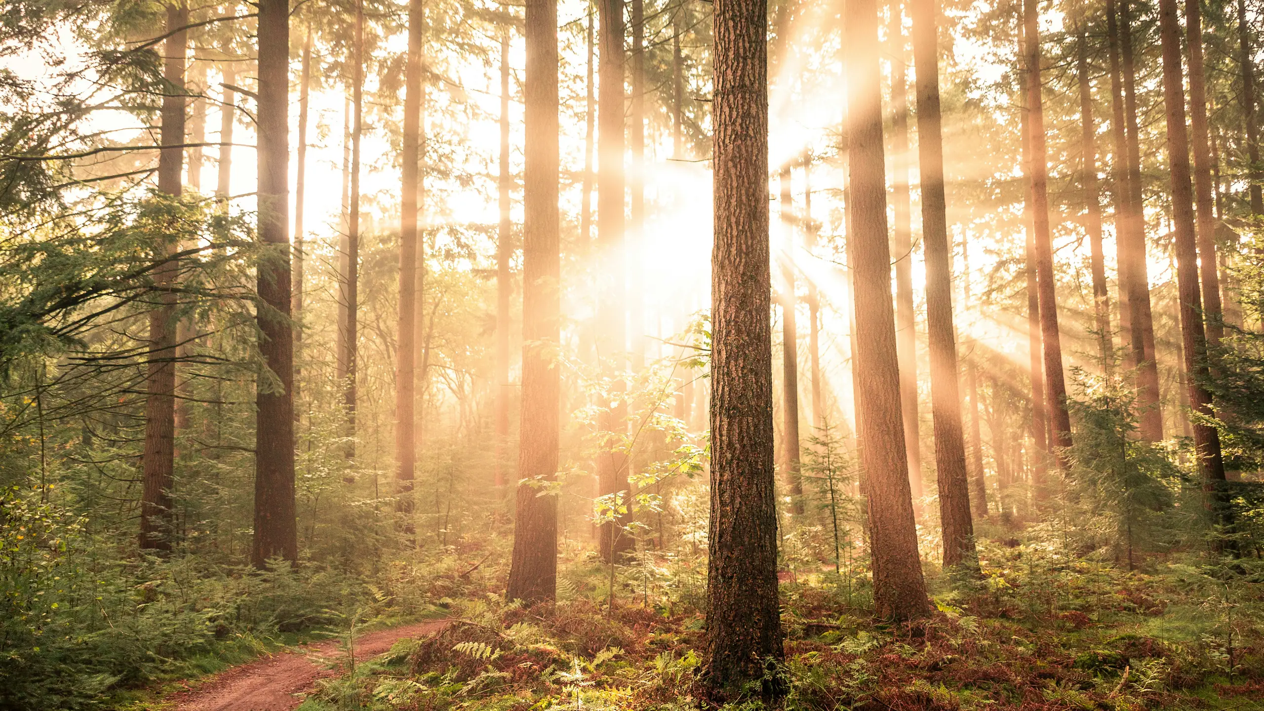 Waldweg im warmen Morgenlicht