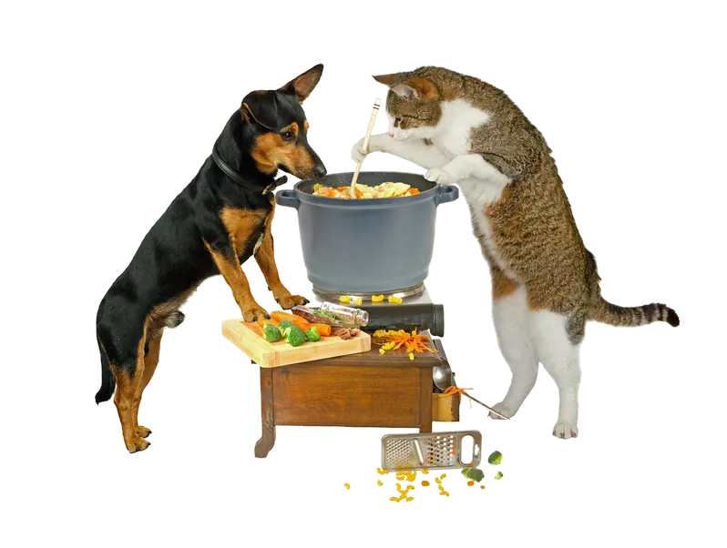 Gesunde Ernährung für Hund und Katze