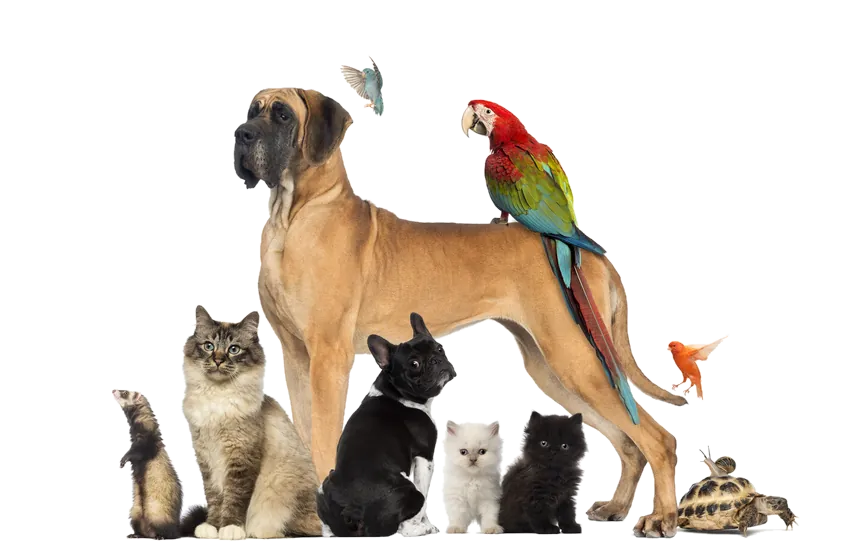 Narbenentstörung für Tiere