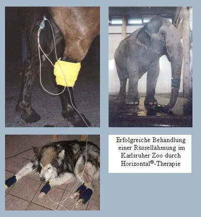Horizontal®-Therapie für Tiere