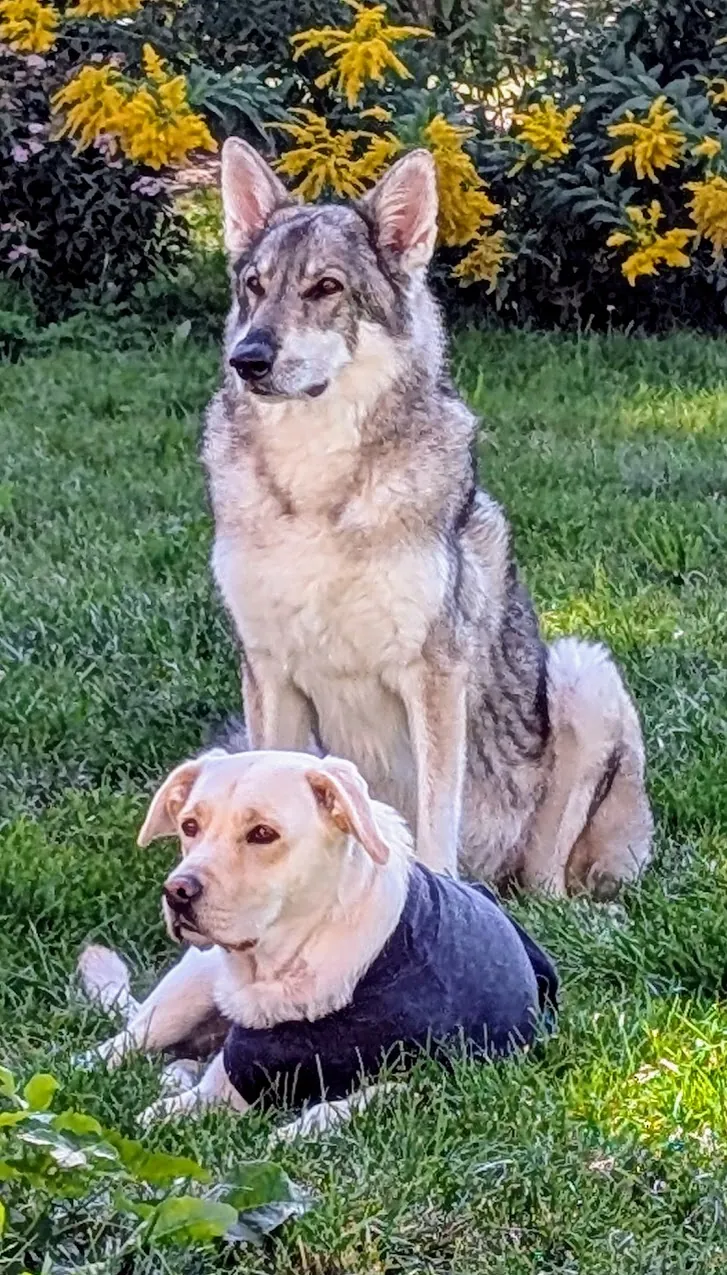 Shadow und Nelly nebeneinander