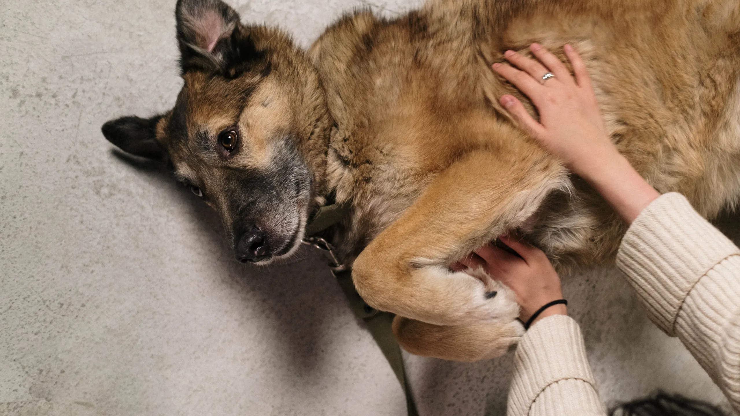 Sanfte Hände an einem entspannt liegenden Hund